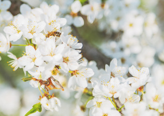 Fototapeta na wymiar Cherry blossoms Spring season abstract nature background
