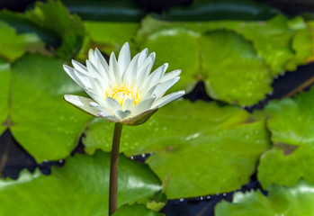 Blooming water lily lotus flowers Spring