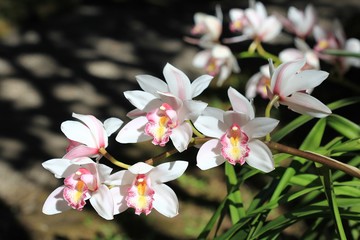 Orchid in the garden. The orchid flower is grown in a demonstration plot.Orchid in Thailand