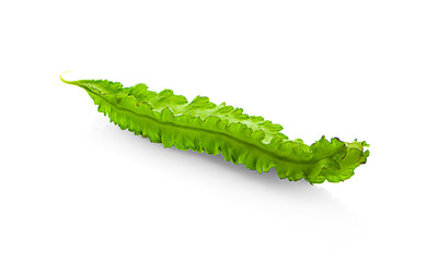 Fresh Winged beans isolated on white background