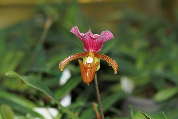 Naklejka na ściany i meble Orchid in Thailand. Orchid, Appleton’s Paphiopedilum, Paphiopedilum appletonianum (Gower) Rolfe, Orchidaceae