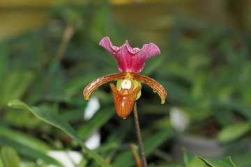 Orchid in Thailand. Orchid, Appleton’s Paphiopedilum, Paphiopedilum appletonianum (Gower) Rolfe,...