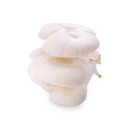 Indian Oyster, Phoenix Mushroom, Isolated on White Background