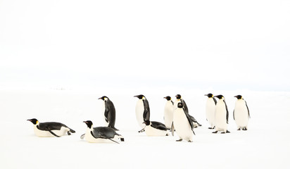 A group of emperor penguins