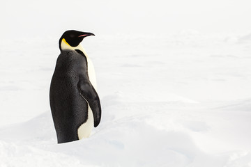 An emperor penguin standing up