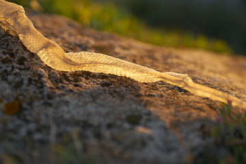 Fototapeta na wymiar snake in forest