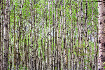 A view of endless poplar trees in spring