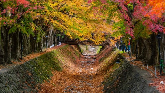 Timelapse Close Up Shot of Fall Foliage Tunnel in Japan -Tilt Up-