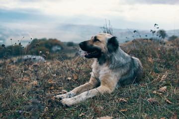 dog on beach