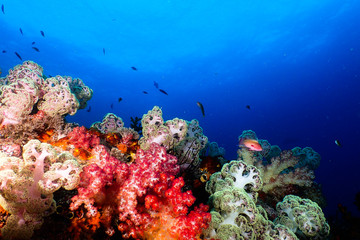 Multicolor soft corals