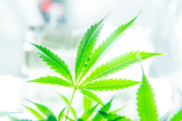 Green background of leaves. Young cannabis plant. Medicinal indica with CBD. In door grow hemp....