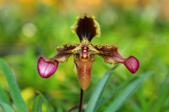 Orchid in Thailand. Orchid, Appleton’s Paphiopedilum, Paphiopedilum appletonianum (Gower) Rolfe, Orchidaceae