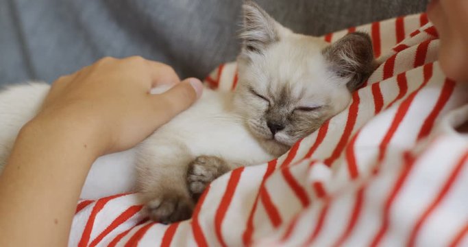Funny little kitty playing with a thread on the grey couch at home. Close up. Indoor.
