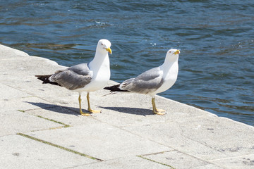 Seagulls