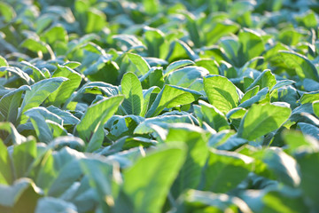 Farmers are growing tobacco in tobacco fields, maintaining tobacco leaves in Thailand.