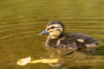 Mallard duckling (Anas platyrhynchos)