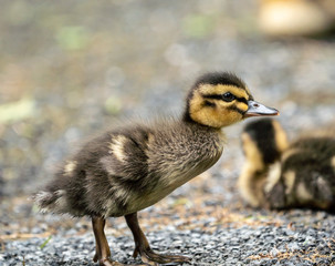 Mallard duckling (Anas platyrhynchos) on summer day.