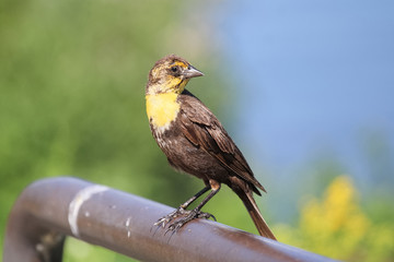 A female yellow-headed blackbird stands on a rail