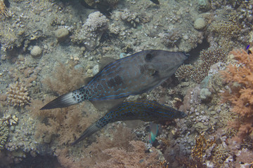 Scrawled Filefish in Red Sea