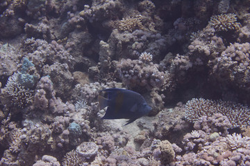 Yellowbar Angelfish in Red Sea