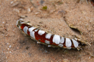 Common Pearl Oyster in Red Sea