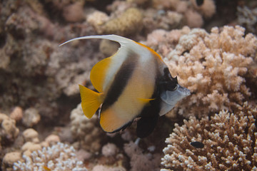 Fototapeta na wymiar Red Sea Bannerfish on Coral Reef