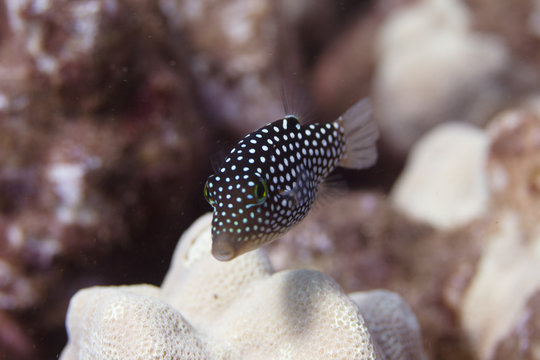 Hawaiian Whitespotted Toby on Coral Reef