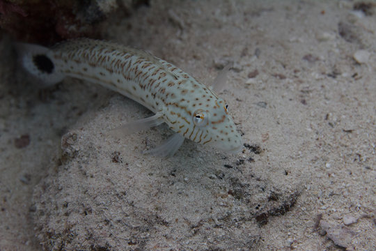 Speckled Sandperch in Red Sea