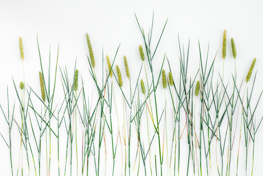 Close-up of Timothy grass on white background