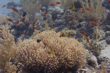 Naklejka na ściany i meble Red Sea Anemonefish in Ritteri Anemone in Red Sea
