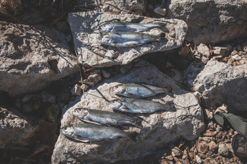 Trout