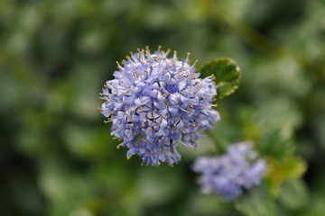 close up purple flower with blurry background
