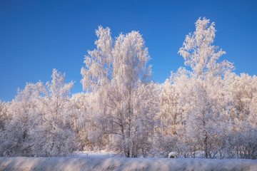 Obraz na płótnie Canvas Frozen birch trees covered with hoarfrost and snow.
