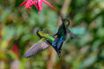 Obraz premium Blue hummingbird Violet Sabrewing flying next to beautiful red flower. Tinny bird fly in jungle. Wildlife in tropic Costa Rica. Two bird sucking nectar from bloom in the forest. Bird behaviour