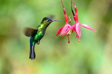 Blue hummingbird Violet Sabrewing flying next to beautiful red flower. Tinny bird fly in jungle. Wildlife in tropic Costa Rica. Two bird sucking nectar from bloom in the forest. Bird behaviour