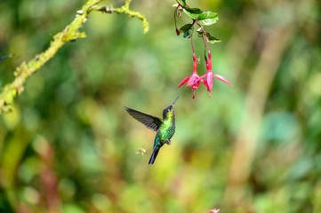 Blue hummingbird Violet Sabrewing flying next to beautiful red flower. Tinny bird fly in jungle. Wildlife in tropic Costa Rica. Two bird sucking nectar from bloom in the forest. Bird behaviour