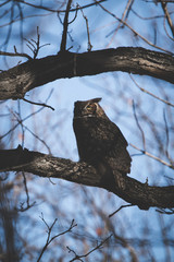 Owl