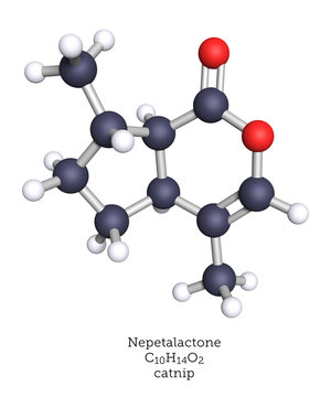 Nepetalactone - the catnip molecule