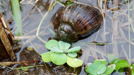 Water snails are looking for food in the fields