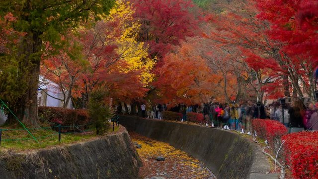 Timelapse Wide Shot of Tourists at Fall Foliage Tunnel in Japan -Zoom Out-