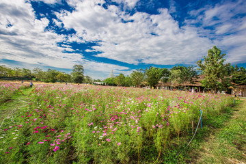 Fototapeta na wymiar The background of colorful flower fields, cosmos flowers, mountain grasslands is a natural beauty. Seen in tourist attractions or in parks 