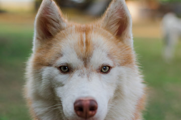 Closeup of brown siberian husky.