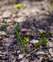 Spring flowers in the evening March forest