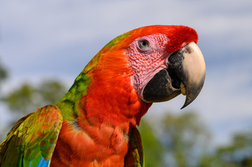 Portrait of sitting yellow breast Ara. (Ara ararauna).