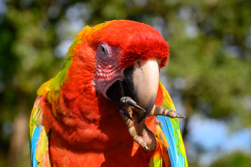 Portrait of sitting yellow breast Ara. (Ara ararauna).