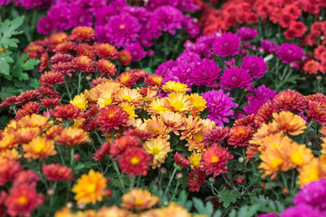 Colored chrysanthemums