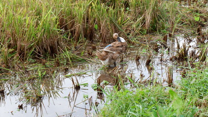 ducks grazed in the fields