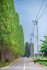 The background of the roadside trees (pine trees) is planted for shade and adds oxygen to the air and has more green areas.