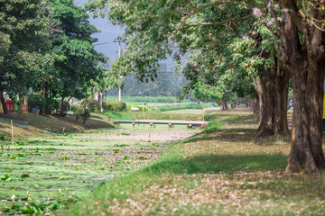 Obraz premium The background of pink flowers, the natural view of the trees with colorful flowers (Chompoophantip) is usually seasonal and according to the cold weather. Is a natural beauty