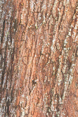 Obraz premium tree bark nature texture pattern wood background